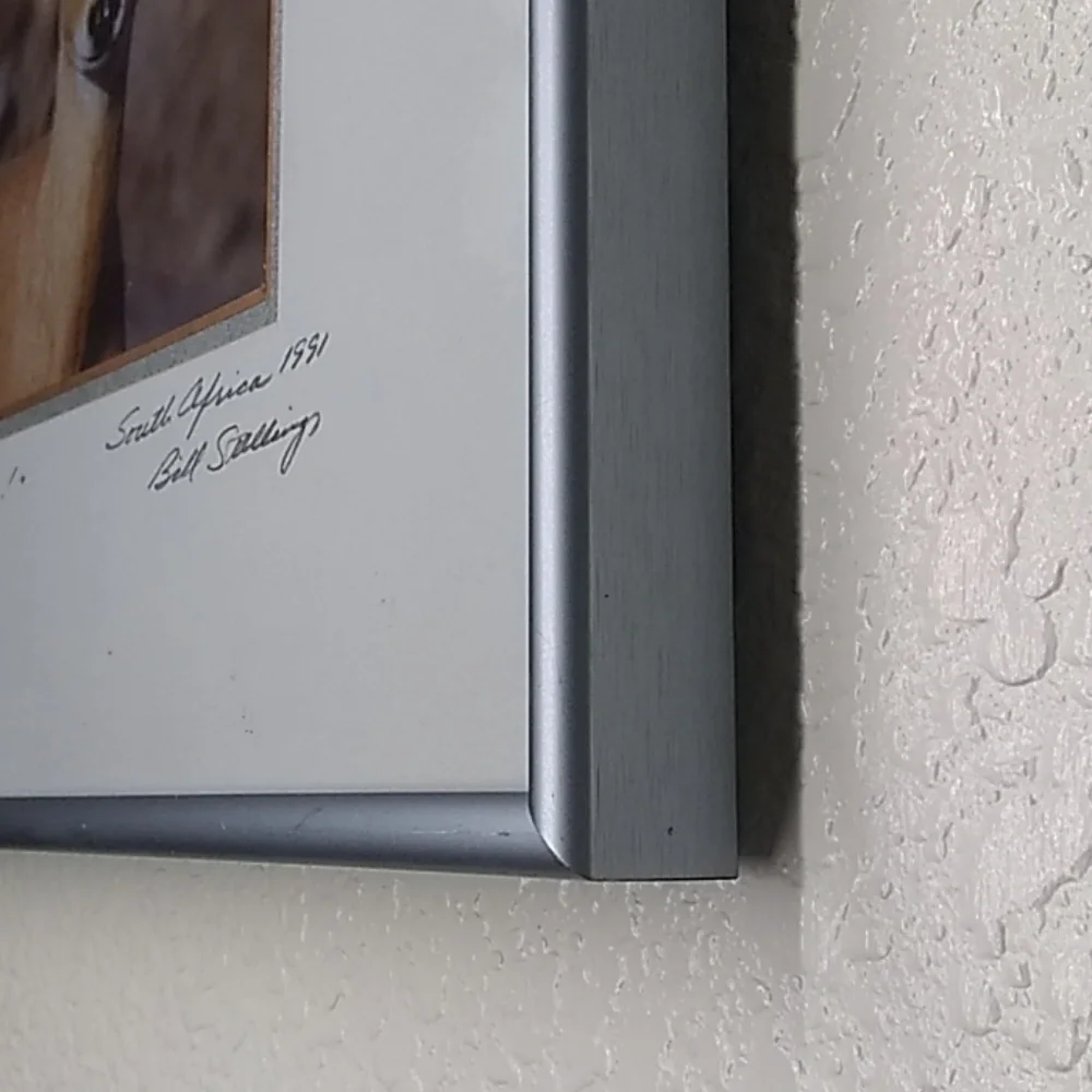 Framed Photo of Steenbok Antelope 